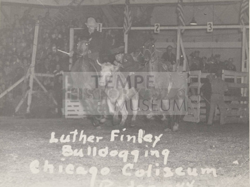 Luther Finley Bulldogging, Chicago Coliseum Rodeo, 1944