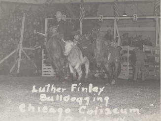 Luther Finley Bulldogging, Chicago Coliseum Rodeo, 1944