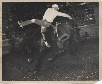 B/W Photo of a Cowboy bareback on a bucking bronc
