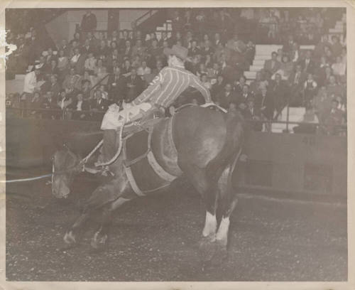 B/W Photo of a Cowboy on a Bucking Horse