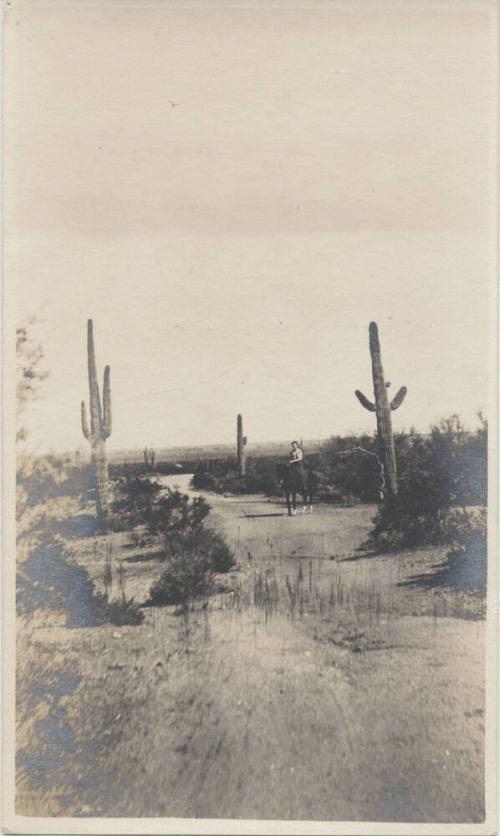 Horseback Rider in Desert