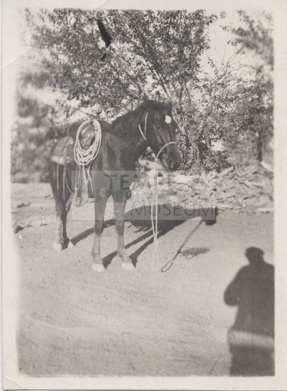 A Saddled Horse Being Photographed