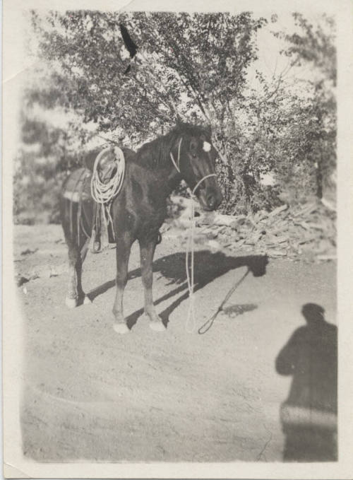 A Saddled Horse Being Photographed