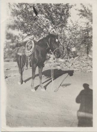 A Saddled Horse Being Photographed