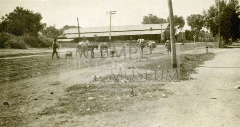 Men and Mules Walking near Fourth and Mill Avenue