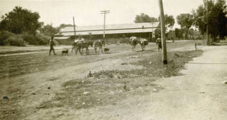 Men and Mules Walking near Fourth and Mill Avenue