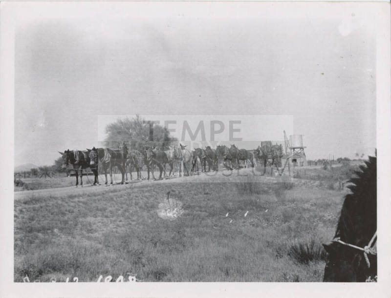 Mule Train Pulling Load in Desert