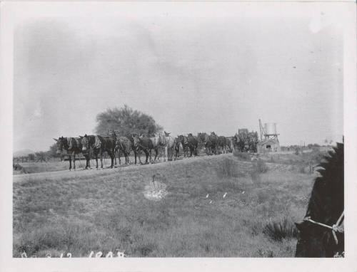 Mule Train Pulling Load in Desert