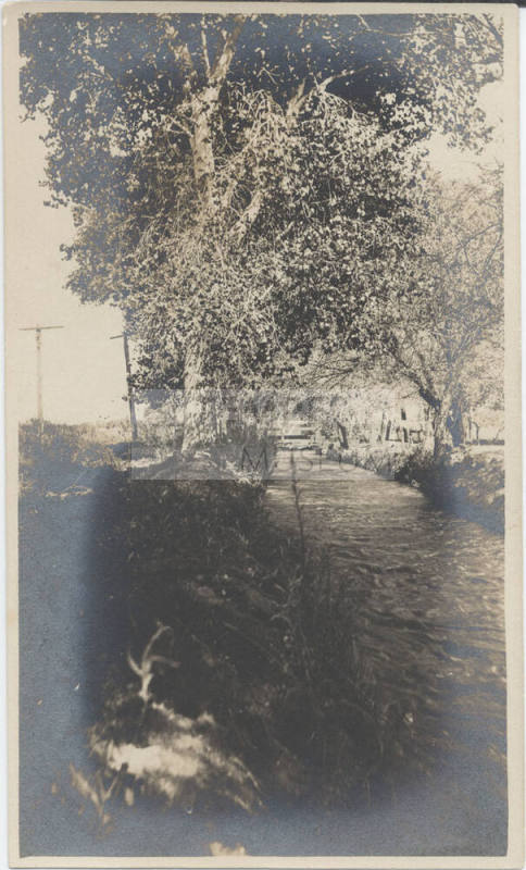 Cottonwood Trees Along Irrigation Canal