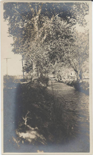 Cottonwood Trees Along Irrigation Canal