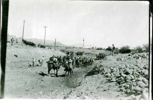 Canal Construction Workers with Mules