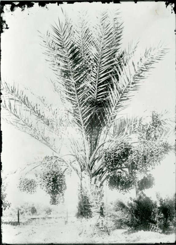 Date Farm- Date Palm Tree