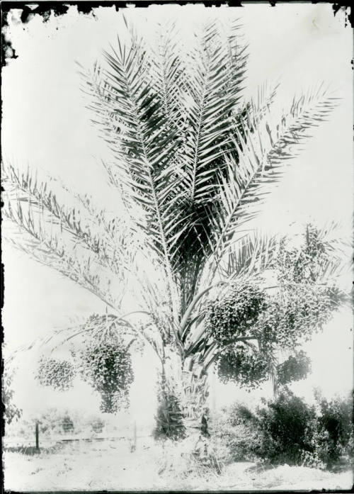 Date Farm- Date Palm Tree