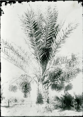Date Farm- Date Palm Tree