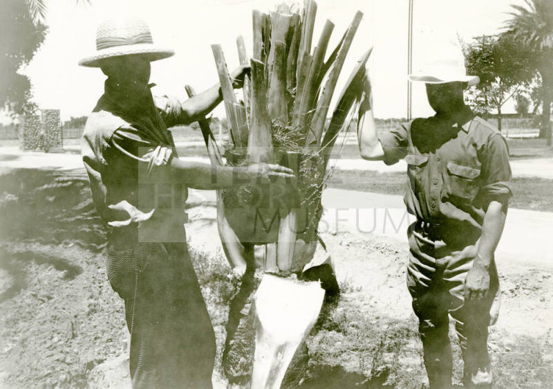 Date Farm-R. Hilgeman Inspecting Palm