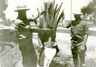 Date Farm-R. Hilgeman Inspecting Palm