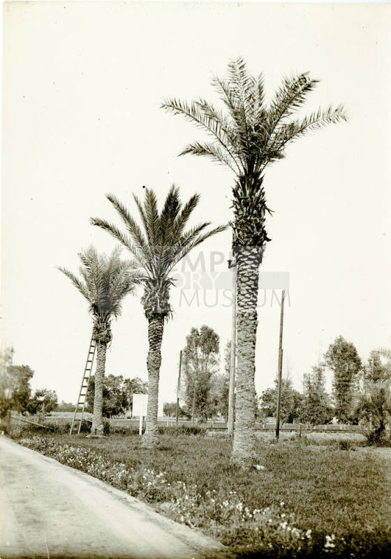 Date Farm-Date Palms by Baseline and Rural