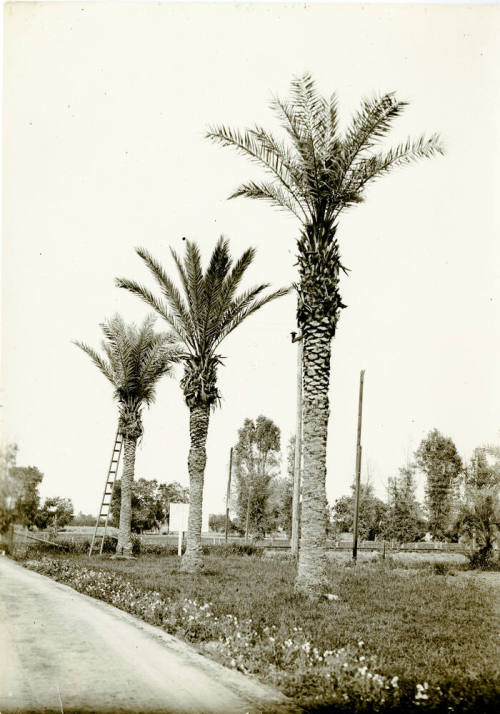 Date Farm-Date Palms by Baseline and Rural