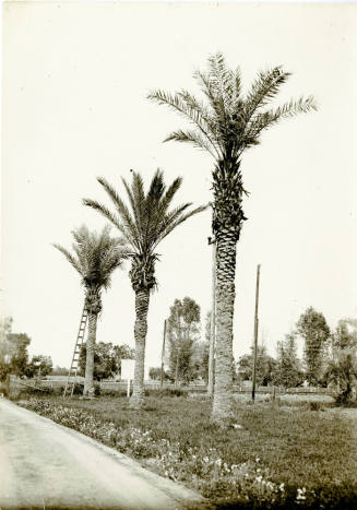 Date Farm-Date Palms by Baseline and Rural