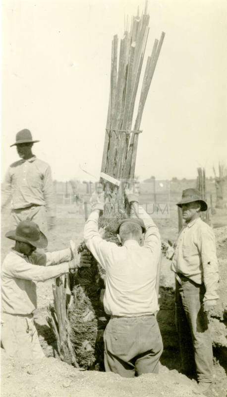 Date Farm- R. Hilgeman Planting Palm