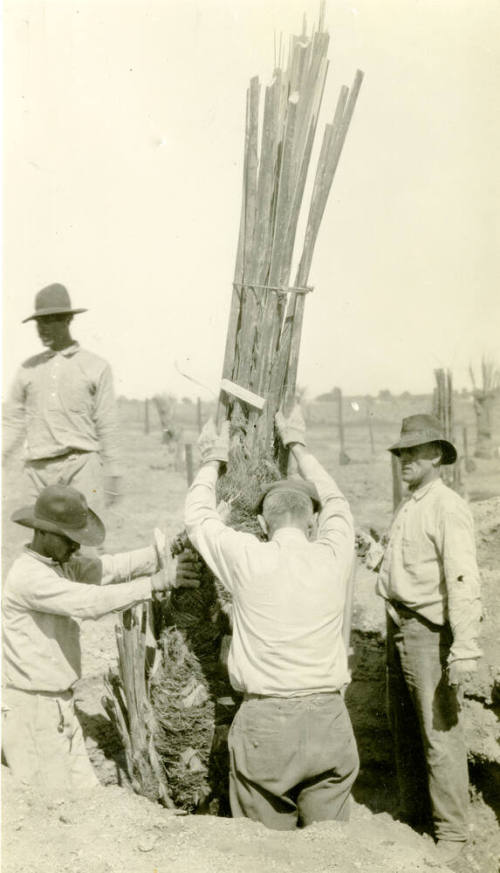 Date Farm- R. Hilgeman Planting Palm