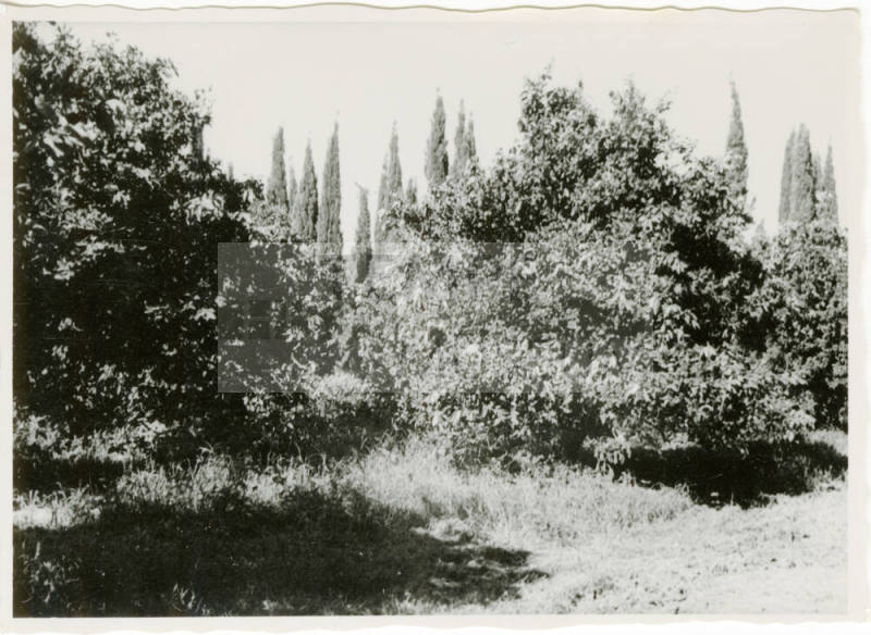 Date Farm-View of Orange and Cypress Trees