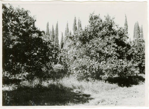 Date Farm-View of Orange and Cypress Trees