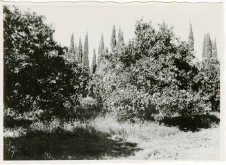 Date Farm-View of Orange and Cypress Trees