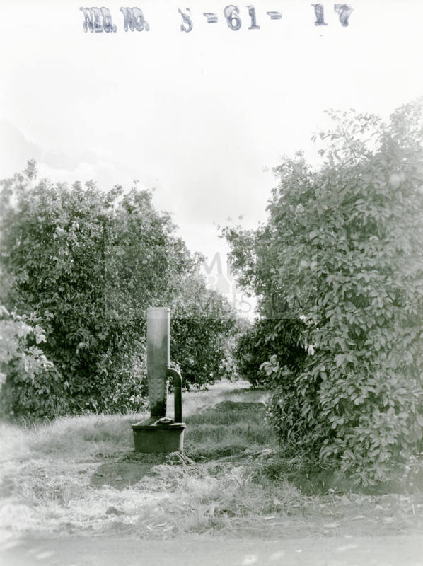 Ua Citrus Farm- Smudge Pot in Grove
