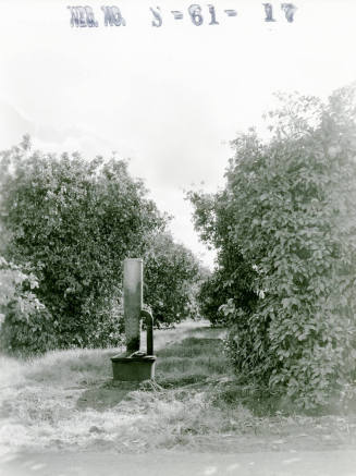 Ua Citrus Farm- Smudge Pot in Grove