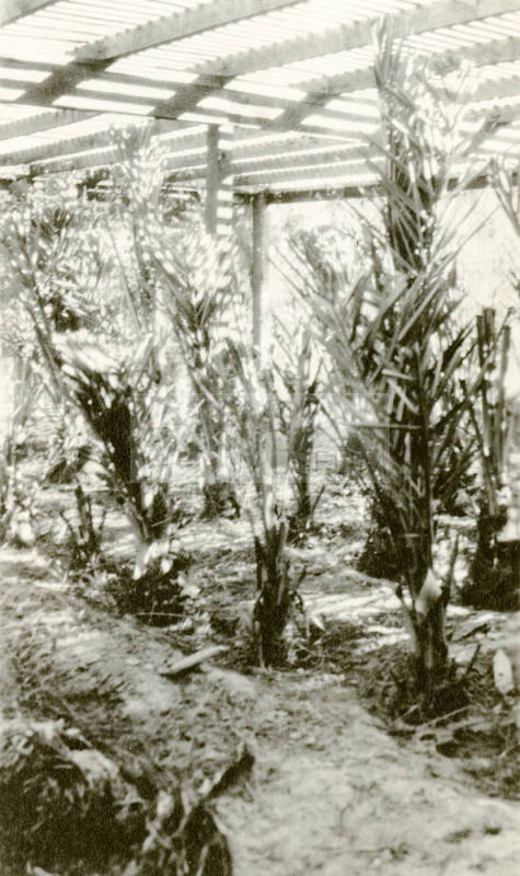 Date Farm- Nursery with Young Date Palms