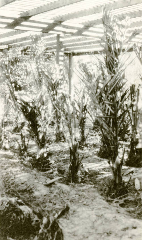Date Farm- Nursery with Young Date Palms