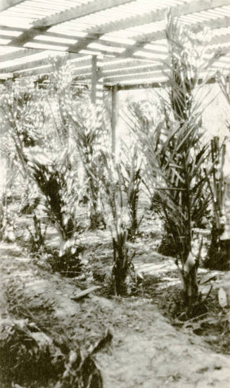 Date Farm- Nursery with Young Date Palms