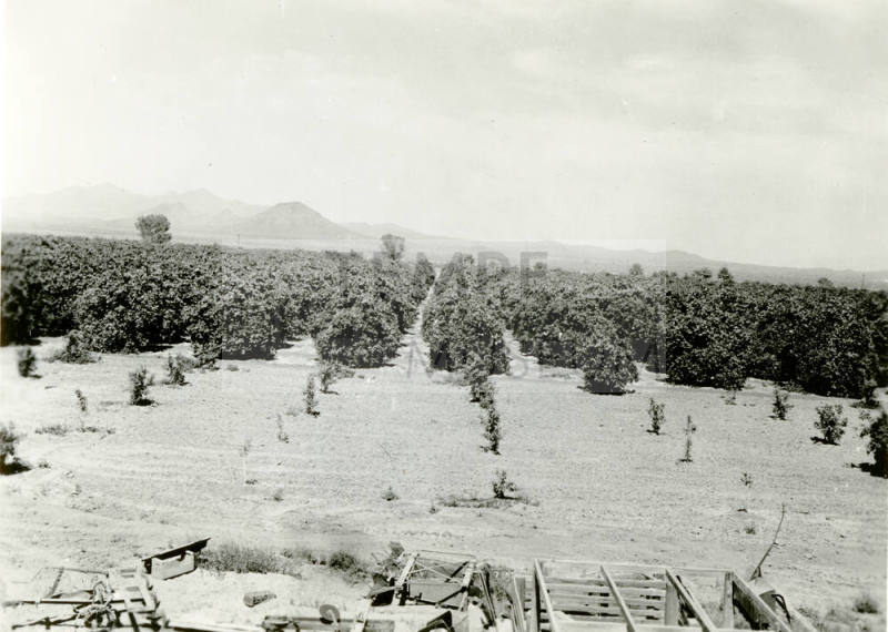 Ua Citrus Farm- Orange Grove