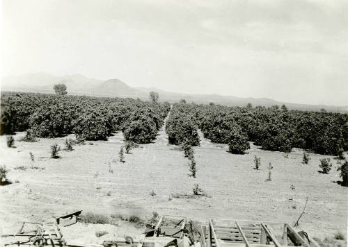 Ua Citrus Farm- Orange Grove