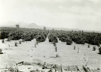 Ua Citrus Farm- Orange Grove