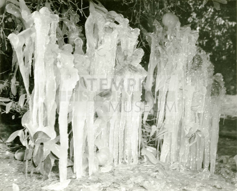 Ua Citrus Farm- Ice on Orange Tree