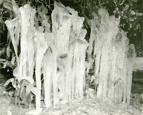Ua Citrus Farm- Ice on Orange Tree