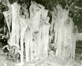 Ua Citrus Farm- Ice on Orange Tree