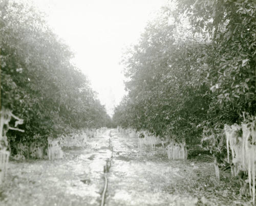 Ua Citrus Farm- Ice on Citrus Grove