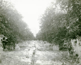 Ua Citrus Farm- Ice on Citrus Grove