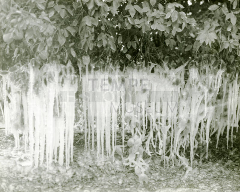 Ua Citrus Farm- Ice on Orange Tree