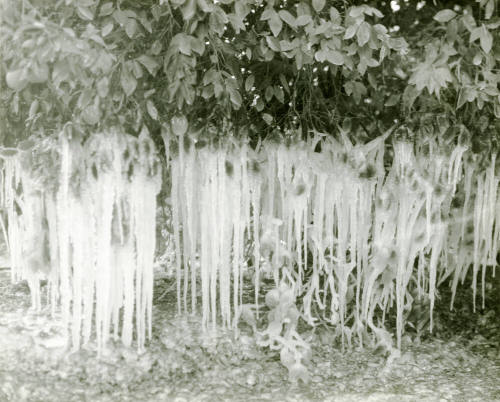 Ua Citrus Farm- Ice on Orange Tree