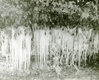 Ua Citrus Farm- Ice on Orange Tree