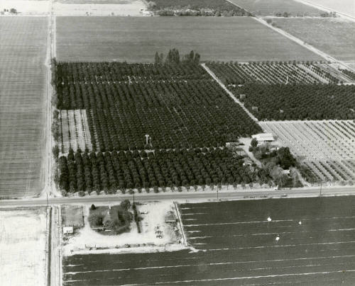 Aerial View of the Ua Citrus Farm