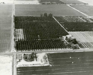 Aerial View of the Ua Citrus Farm