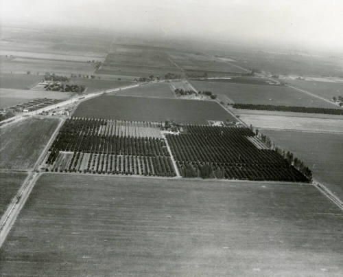 Aerial View of the Ua Citrus Farm