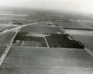 Aerial View of the Ua Citrus Farm