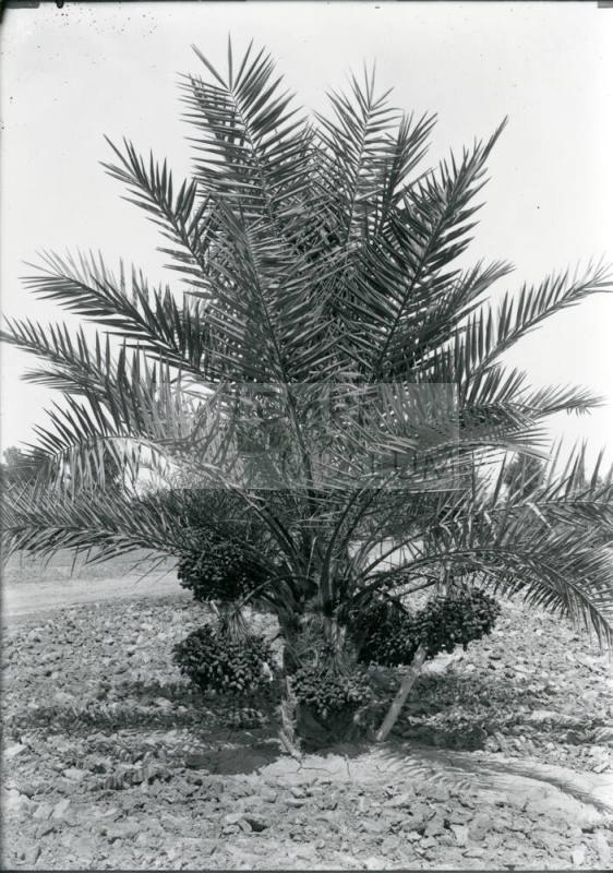 Date Farm- Date Tree