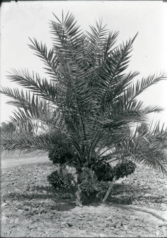 Date Farm- Date Tree